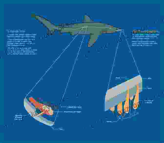 A Graphic Representation Of A Shark's Sensory Perception, Showcasing Its Electroreceptors, Lateral Line System, And Olfactory Bulb. Let S Learn Sharks: Fact In Your Fingertips The Encyclopedia For Kids About Sharks