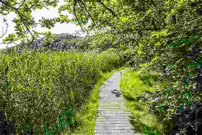 A Hiker Walking Along A Path Surrounded By Lush Greenery On The Beaulieu To Buckler's Hard Walk Snowdonia: 30 Low Level And Easy Walks South: From Ffestiniog To The Dyfi And Bala To The Coast