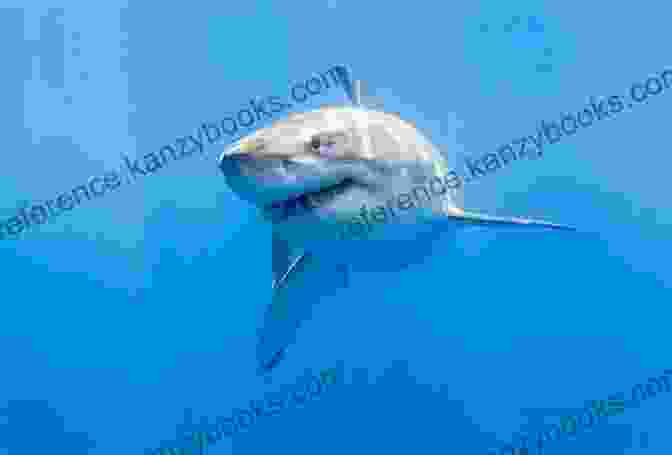 A Photographic Depiction Of A Great White Shark Engaged In A Ram Attack, Capturing The Raw Power And Precision Of Its Hunting Prowess. Let S Learn Sharks: Fact In Your Fingertips The Encyclopedia For Kids About Sharks