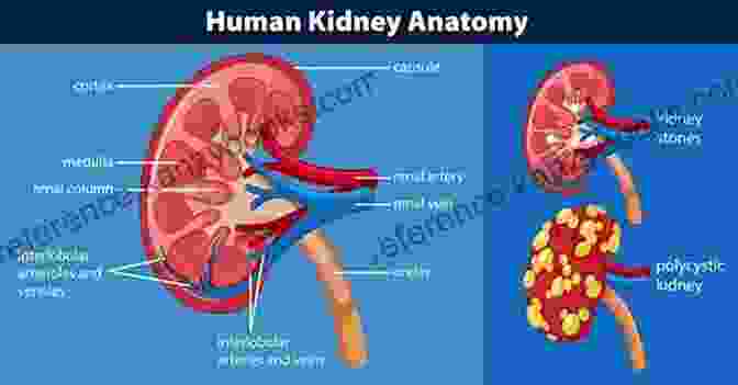 Diagram Of A Kidney Showing Its Structure And Function. Kidney Stone Diet Cookbook: A Complete Guide With Healthy And Delicious Recipes To Manage Kidney Problems