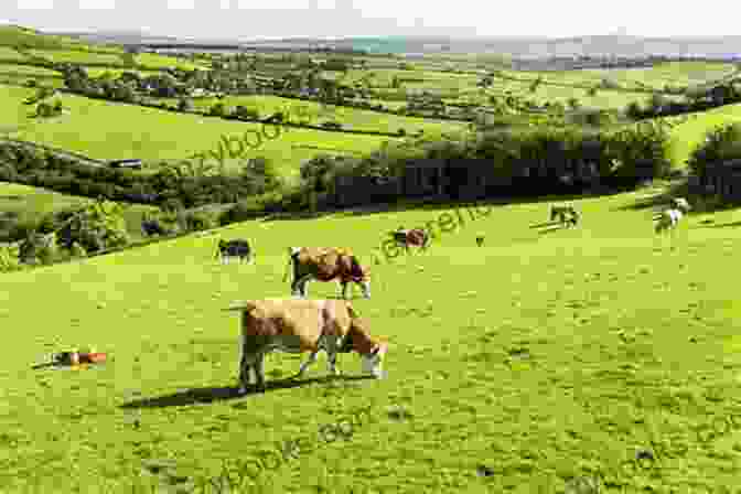 Organic Cattle Grazing In A Lush Green Field Nutrition And Feeding Of Organic Cattle 2nd Edition