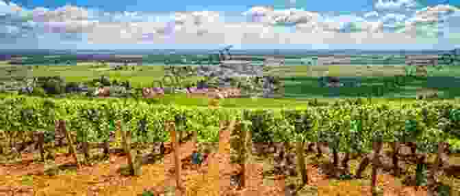 Vineyards In Mâconnais, Burgundy Burgundy: A Comprehensive Guide To The Producers Appelatio